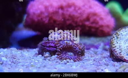Zoanthus polypes scène de photographie sous-marine Banque D'Images