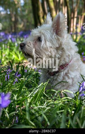 Chien de Terrier des West Highland / chien de Westie dans un bois de bluebell dans East Sussex, South East England, UK Banque D'Images