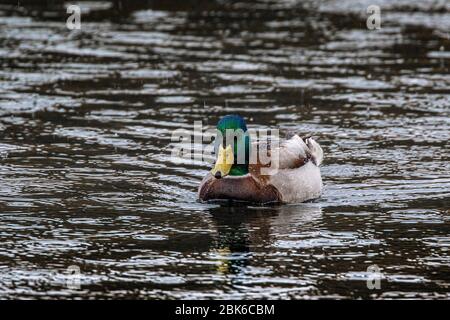 canard colvert sur le lac sous la pluie Banque D'Images