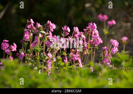 Campion rouge, Silene dioica, qui pousse sur le côté d'une voie de campagne au printemps. Dorset Angleterre Royaume-Uni GB Banque D'Images