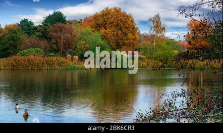 vue sur le lac en été avec canards Banque D'Images