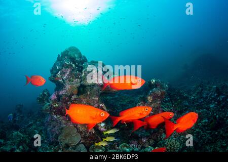 Poissons colorés Crescent-Tail Bigeye sous l'eau sur un récif tropical de corail Banque D'Images