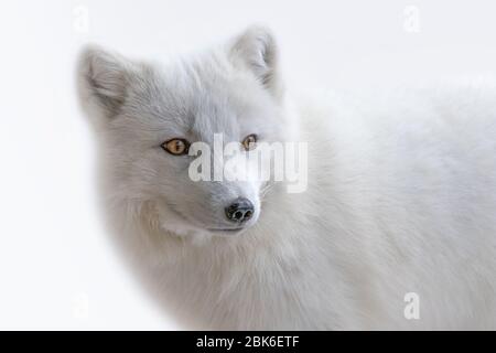 White Arctic Fox trois quarts portrait Banque D'Images