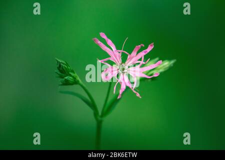 Belle fleur de coucou rose sur fond vert Banque D'Images