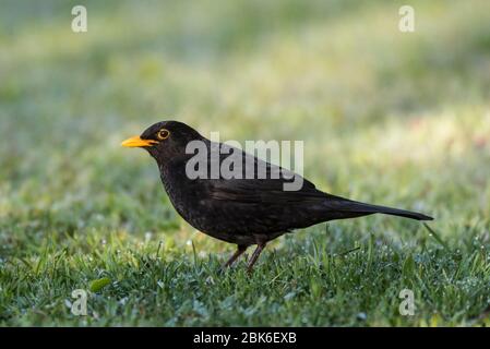 Un mâle Blackbird sur pelouse (Turdus merula) au Royaume-Uni Banque D'Images