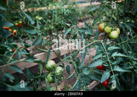 Les tomates vertes dans les émissions de plus en plus rapprochée. L'agriculture naturelle et saine alimentation concept Banque D'Images