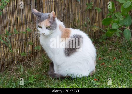 Chat tricolore à cheveux courts européen assis dans le jardin Banque D'Images