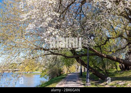 sentier sur la rive sous des cerisiers blancs en fleurs. beau paysage de parc public au printemps Banque D'Images