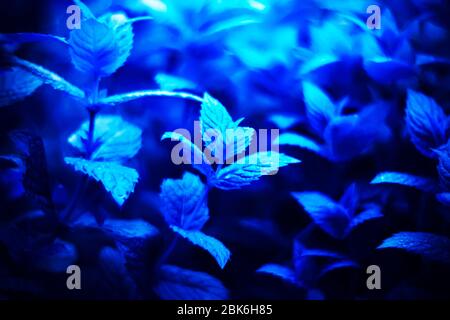 La menthe rafraîchissante bleu vif avec des gouttes de rosée sur les feuilles est éclairée par la lumière. Banque D'Images