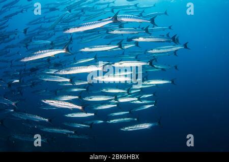 Une école de Chevron Barracuda (Blackfin Barracuda) dans un océan bleu tropical Banque D'Images