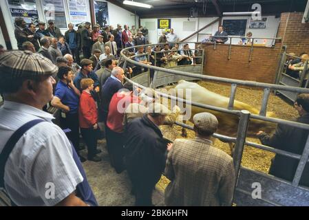 Vente aux enchères de bétail, Louth, Lincolnshire, Angleterre, Royaume-Uni Banque D'Images