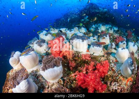 Image sous-marine d'un beau tapis de Sea Anemones entouré de poissons tropicaux sur un récif de corail (Richelieu Rock) Banque D'Images