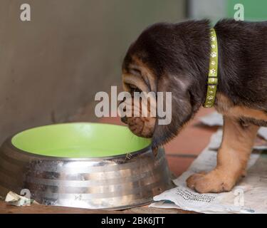 À partir de la cuvette d'eau potable de chiot Banque D'Images