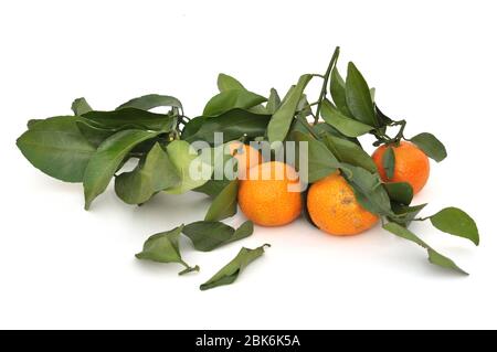 Orange de mandarine mûre juste gardé de la ferme Banque D'Images