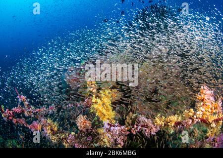 D'immenses écoles de GlassFish s'assèlant autour d'une belle collection colorée de coraux durs et doux sur un récif tropical Banque D'Images