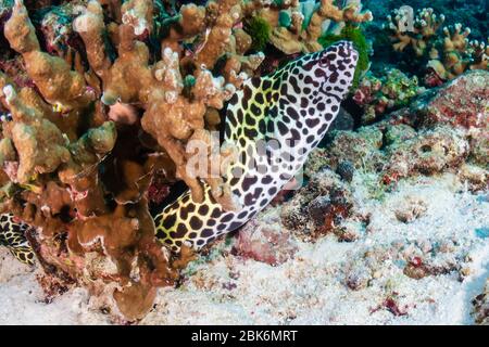 Magnifique nid d'abeilles Moray Eel caché parmi les coraux durs sur un récif tropical Banque D'Images