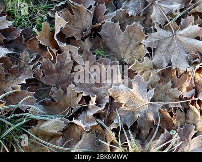 Feuilles d'automne dépolies d'un érable. Banque D'Images