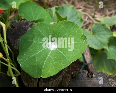 Effet Lotus sur une feuille de Naturtium. Banque D'Images