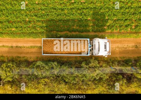 Camion chargé de pommes de terre fraîchement cueillies croisant un champ, une antenne Banque D'Images