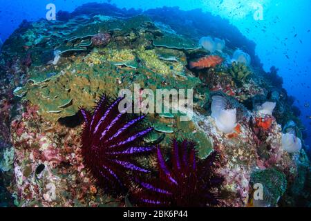 Couronne prédateurs de Thorns Starfish se nourrissant et endommageant un récif tropical de corail Banque D'Images