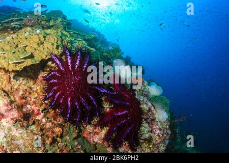 Couronne prédateurs de Thorns Starfish se nourrissant et endommageant un récif tropical de corail Banque D'Images