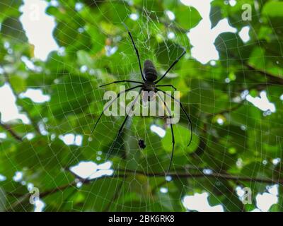 Big Spider dans un web sur Fraser Island, Australie Banque D'Images