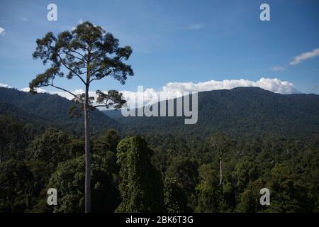 Arbres et vue du paysage de la zone de conservation du bassin de Maliau, Sabah, Malaisie Banque D'Images