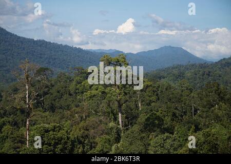 Arbres et vue du paysage de la zone de conservation du bassin de Maliau, Sabah, Malaisie Banque D'Images