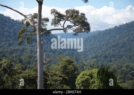 Arbres et vue du paysage de la zone de conservation du bassin de Maliau, Sabah, Malaisie Banque D'Images