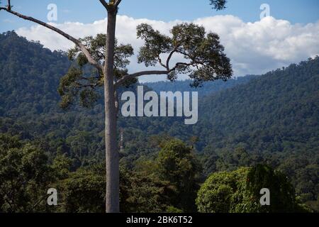 Arbres et vue du paysage de la zone de conservation du bassin de Maliau, Sabah, Malaisie Banque D'Images