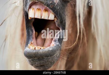 Le cheval brun ouvrit la bouche représentant une chanson chanteuse, gros plan. Banque D'Images