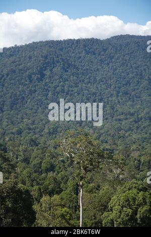 Arbres et vue du paysage de la zone de conservation du bassin de Maliau, Sabah, Malaisie Banque D'Images