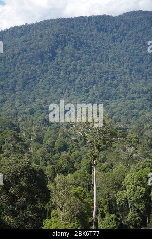 Arbres et vue du paysage de la zone de conservation du bassin de Maliau, Sabah, Malaisie Banque D'Images