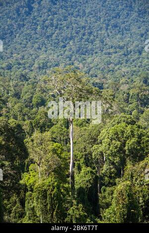 Arbres et vue du paysage de la zone de conservation du bassin de Maliau, Sabah, Malaisie Banque D'Images