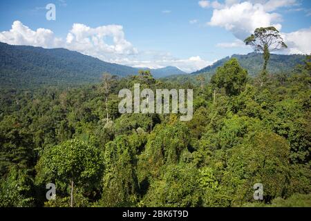 Arbres et vue du paysage de la zone de conservation du bassin de Maliau, Sabah, Malaisie Banque D'Images