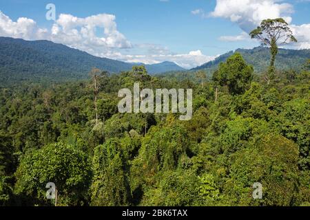 Arbres et vue du paysage de la zone de conservation du bassin de Maliau, Sabah, Malaisie Banque D'Images