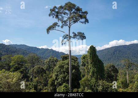 Arbres et vue du paysage de la zone de conservation du bassin de Maliau, Sabah, Malaisie Banque D'Images