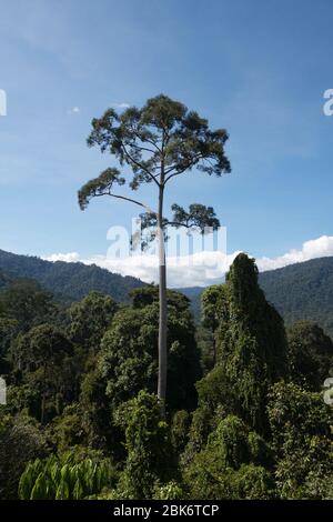 Arbres et vue du paysage de la zone de conservation du bassin de Maliau, Sabah, Malaisie Banque D'Images