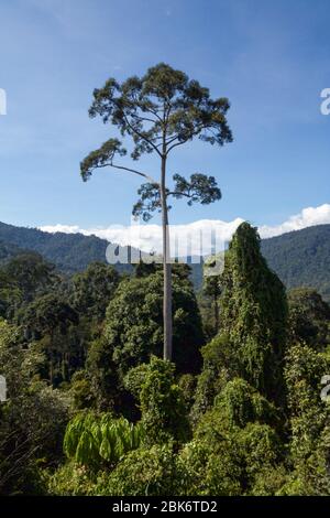 Arbres et vue du paysage de la zone de conservation du bassin de Maliau, Sabah, Malaisie Banque D'Images