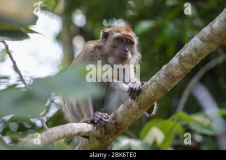 Macaque à longue queue, bâtiment de réception et d'information du bassin de Maliau, zone de conservation du bassin de Maliau, Sabah, Malaisie Banque D'Images