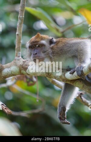 Macaque à longue queue, bâtiment de réception et d'information du bassin de Maliau, zone de conservation du bassin de Maliau, Sabah, Malaisie Banque D'Images