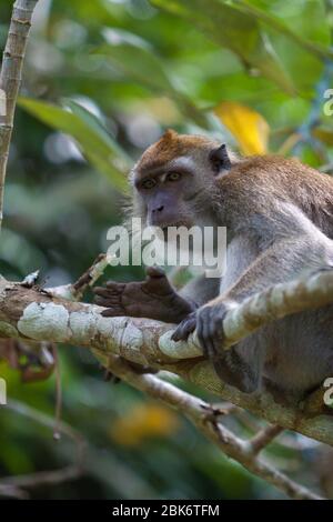 Macaque à longue queue, bâtiment de réception et d'information du bassin de Maliau, zone de conservation du bassin de Maliau, Sabah, Malaisie Banque D'Images