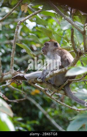 Macaque à longue queue, bâtiment de réception et d'information du bassin de Maliau, zone de conservation du bassin de Maliau, Sabah, Malaisie Banque D'Images