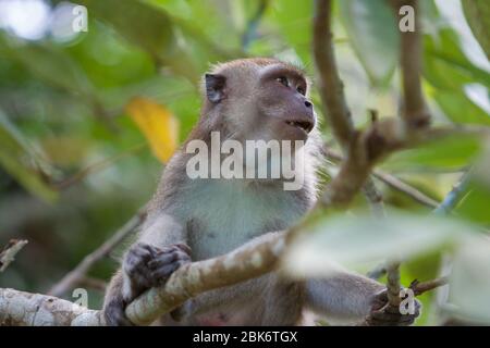 Macaque à longue queue, bâtiment de réception et d'information du bassin de Maliau, zone de conservation du bassin de Maliau, Sabah, Malaisie Banque D'Images