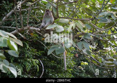 Macaque à longue queue, bâtiment de réception et d'information du bassin de Maliau, zone de conservation du bassin de Maliau, Sabah, Malaisie Banque D'Images