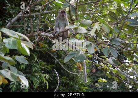 Macaque à longue queue, bâtiment de réception et d'information du bassin de Maliau, zone de conservation du bassin de Maliau, Sabah, Malaisie Banque D'Images