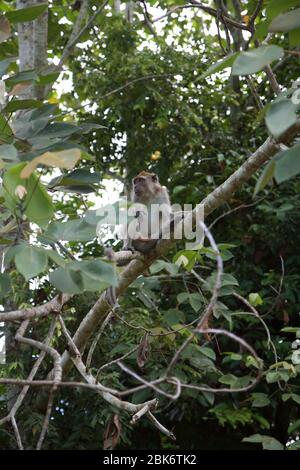 Macaque à longue queue, bâtiment de réception et d'information du bassin de Maliau, zone de conservation du bassin de Maliau, Sabah, Malaisie Banque D'Images