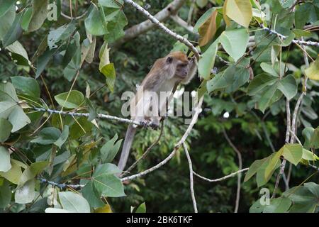 Macaque à longue queue, bâtiment de réception et d'information du bassin de Maliau, zone de conservation du bassin de Maliau, Sabah, Malaisie Banque D'Images