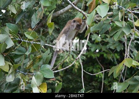 Macaque à longue queue, bâtiment de réception et d'information du bassin de Maliau, zone de conservation du bassin de Maliau, Sabah, Malaisie Banque D'Images