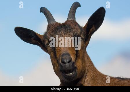 Portrait de tête d'une chèvre alpine brune à la recherche d'un appareil photo avec un fond naturel Banque D'Images